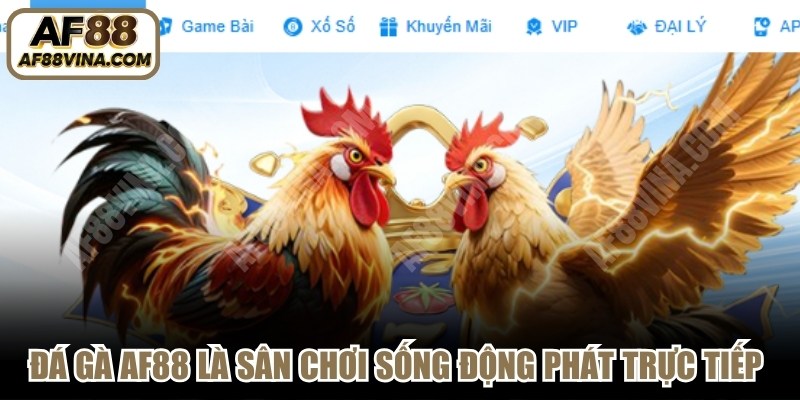Đá gà AF88 là sân chơi sống động phát trực tiếp tại trường đấu đỉnh cao