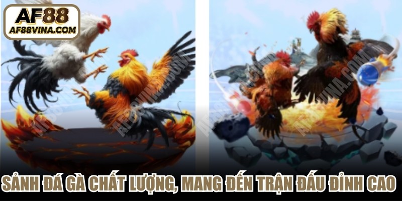 Những sảnh đá gà chất lượng, mang đến những trận đấu đỉnh cao tại AF88