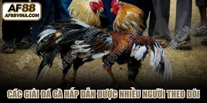 Các giải đá gà hấp dẫn tại AF88 được nhiều người theo dõi