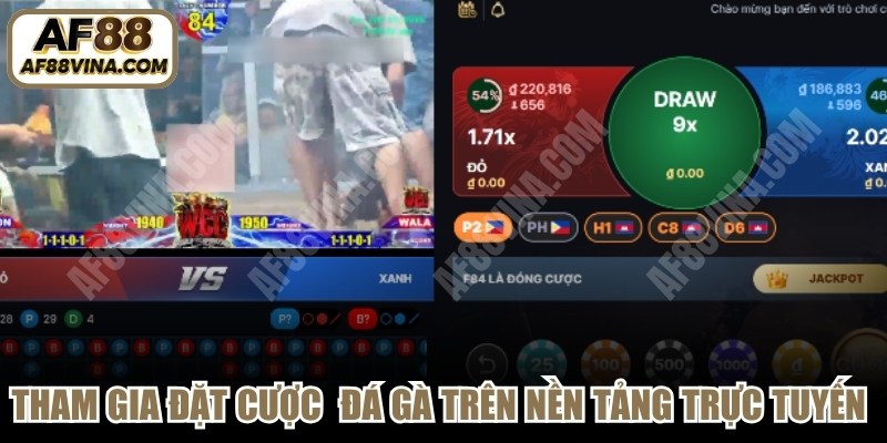 Tham gia đặt cược sảnh đá gà trên nền tảng trực tuyến AF88